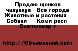 Продаю щенков чихуахуа - Все города Животные и растения » Собаки   . Коми респ.,Сыктывкар г.